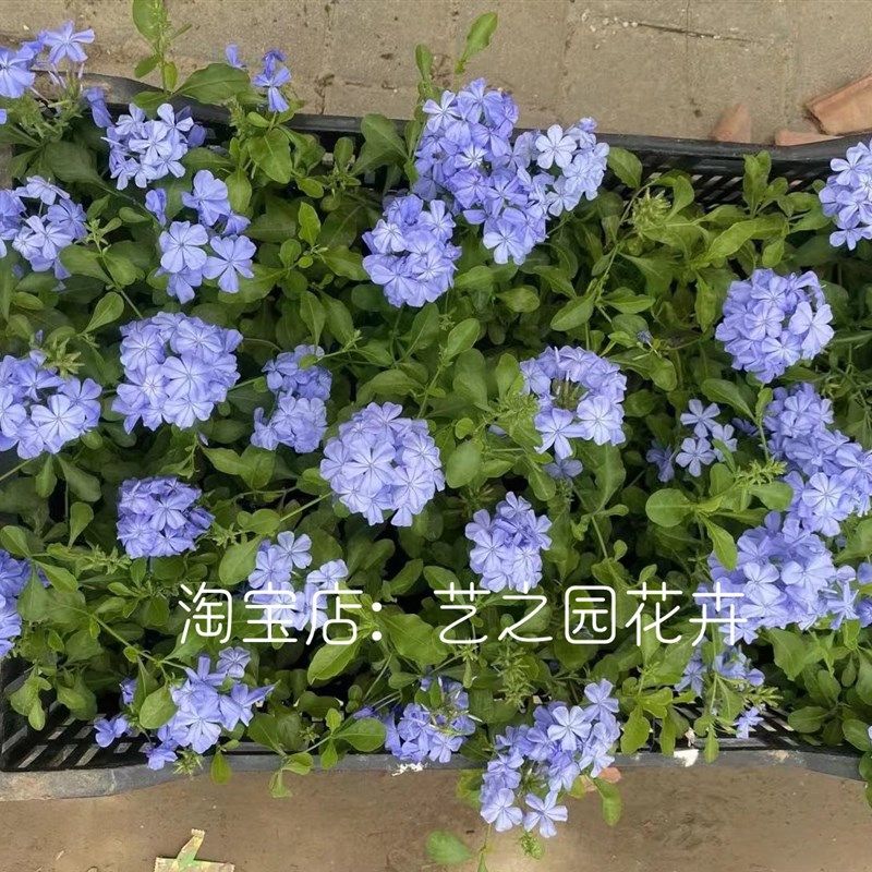 蓝雪花盆栽藤本爬藤 四季阳台盆栽 庭院花园耐热耐晒藤蔓植物,鲜花速递/花卉仿真/绿植园艺,绣球/木绣球/木本植物,淘宝优惠券,粉丝福利购,淘宝优惠卷