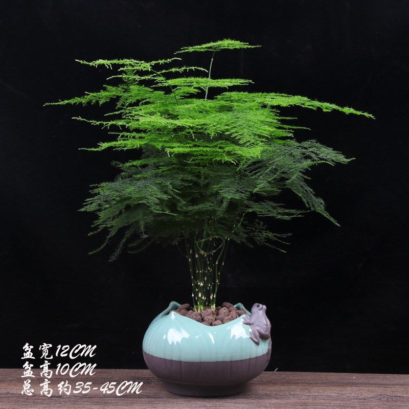 文竹植物大文竹室内盆栽绿植四季常青好养易活,鲜花速递/花卉仿真/绿植园艺,造型盆景,淘宝优惠券,粉丝福利购,淘宝优惠卷