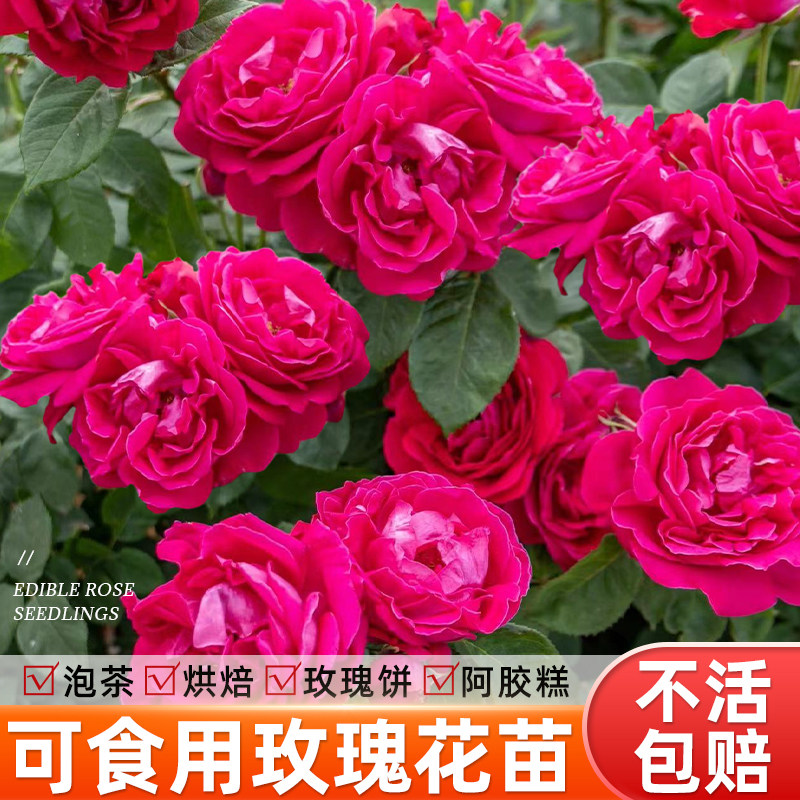 可食用玫瑰花苗平阴大马士革带花苞花卉盆栽云南重瓣植物室内鲜花,鲜花速递/花卉仿真/绿植园艺,月季/蔷薇/玫瑰,淘宝优惠券,粉丝福利购,淘宝优惠卷