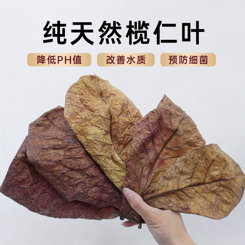 免煮榄仁叶斗鱼懒人叶鱼缸降酸PH值调节剂水族液态乌龟橄榄叶茶包图片
