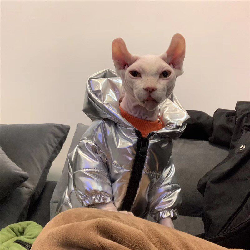 无毛猫秋冬衣服银色加厚棉衣保暖空调房斯芬克斯矮脚德文猫咪图片