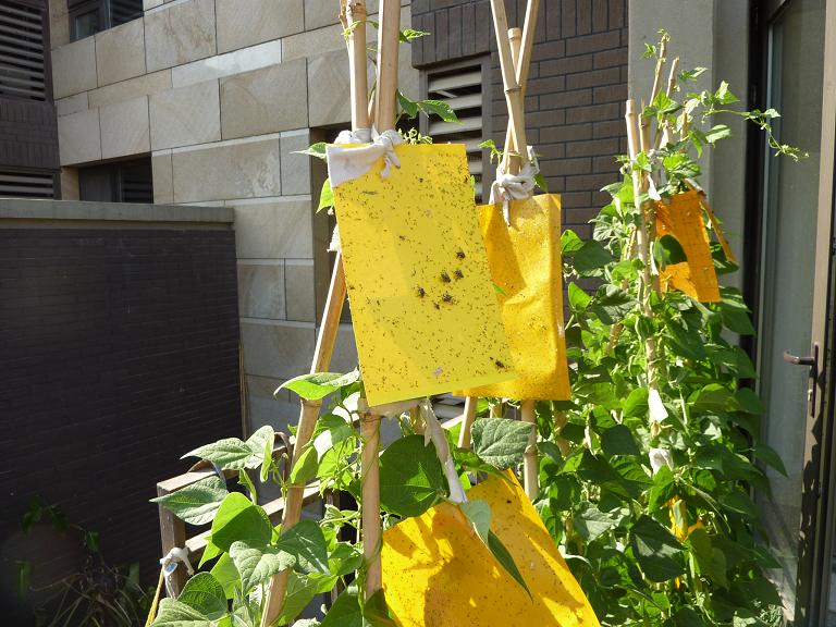 20片强力粘虫黄板盆栽花草园林大棚飞虫果蝇蚜虫粉虱跳甲虫诱捕板