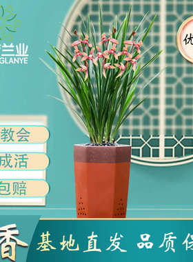 大青兰花芳金兰建兰绿德粉红色盆嘴F浓香业植客厅花花卉金边翁源