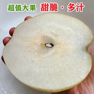 精品正宗南阳博望坡黄金梨2025酥香清甜多当季鲜梨无渣自然果香