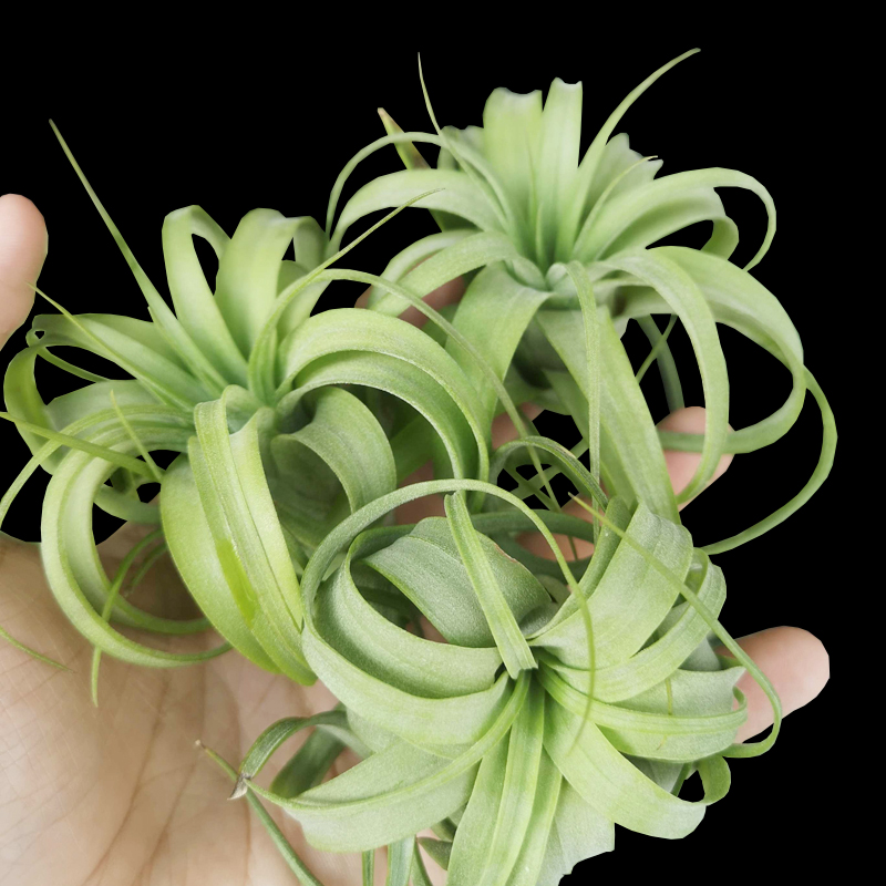 艾瑞克空气凤梨植物卷叶室内桌面空凤无土绿植摆件净化空气草包邮