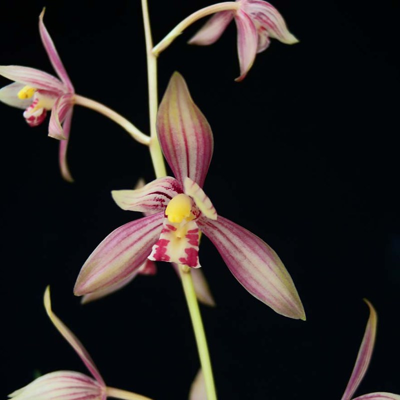 29千霞冠带花苞建兰多瓣紫砂绿植兰花盆高雅透气冰裂桌面室内盆栽