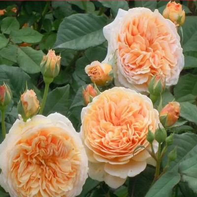 玛格丽特王妃藤本月季大苗欧月蔷薇花苗阳台庭院爬藤植物多季开花