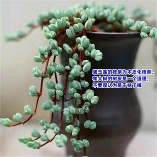 碧玉莲多肉植物开花盆栽新手好养肉肉植物室内创意花卉盆栽绿植