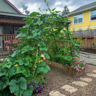 菜园爬藤架拱门花架子庭院葡萄架南瓜攀爬支撑杆户外园艺种植支架