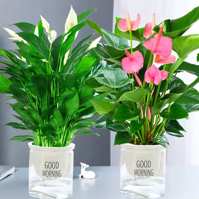 带花粉掌盆栽室内花卉好养植物水培一帆风顺红掌土培四季开花白掌