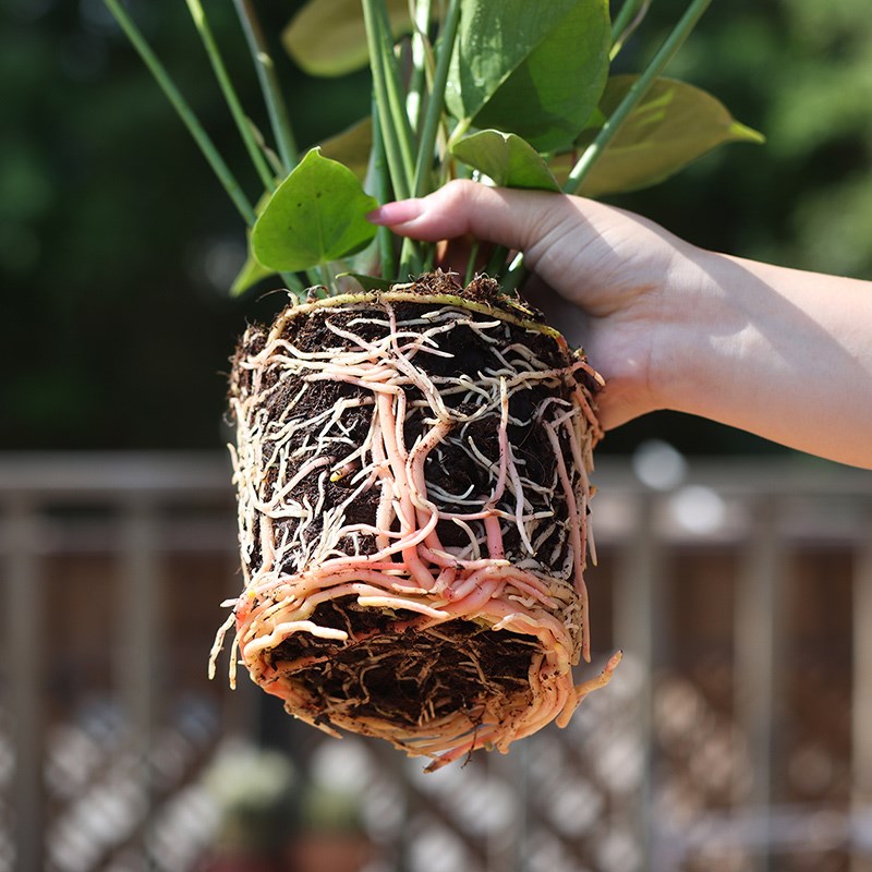 新款免浇水花盆自吸水懒人网红绿萝月季加仑盆塑料阳台兰花多肉盆