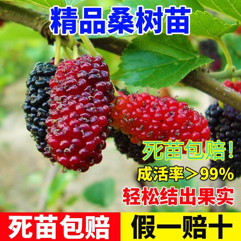 桑葚树苗无籽十大嫁接四季盆栽大叶桑树苗南北方种植地栽当年结果