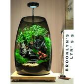 生命之树 桌面苔藓微景观生态瓶真植物创意办公室造景盆景绿植