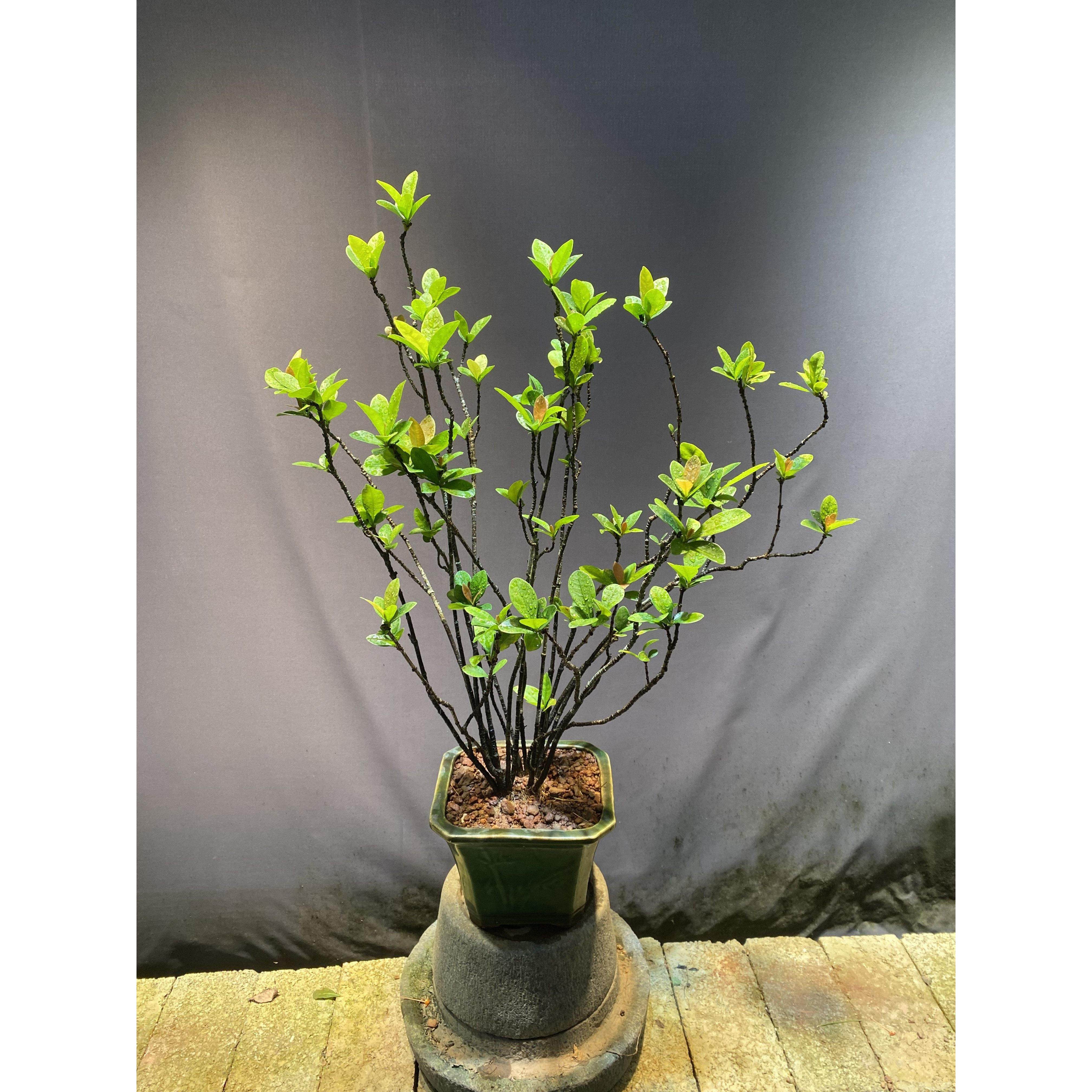 精品海岛龙船花，老桩，盆景素材,鲜花速递/花卉仿真/绿植园艺,造型盆景,淘宝优惠券,粉丝福利购,淘宝优惠卷