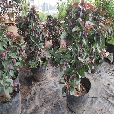 冬红果盆景海棠果树苗盆栽地栽老桩庭院阳台楼顶观赏花卉带果发货