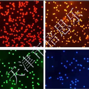 荧光微球聚苯乙烯荧光微球聚苯乙烯微球绿色 n n