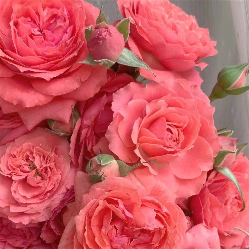 珊瑚果冻月季花苗开花玫瑰四季盆栽花卉爬藤植物藤本蔷薇树苗绿植