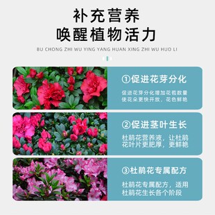 杜鹃花专用营养液喜酸性植物皋月泣血高山杜鹃花肥料专用肥叶面肥