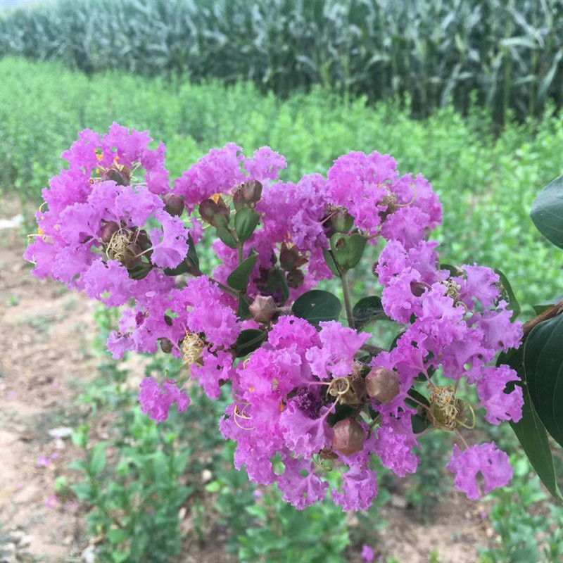 淡紫色紫薇花树庭院别墅地栽痒痒树苗盛夏开花百日红耐寒抗旱花卉