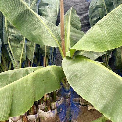 芭蕉树苗盆栽适合耐寒暴晒植物工程绿化绿植大型庭院花园观叶盆景