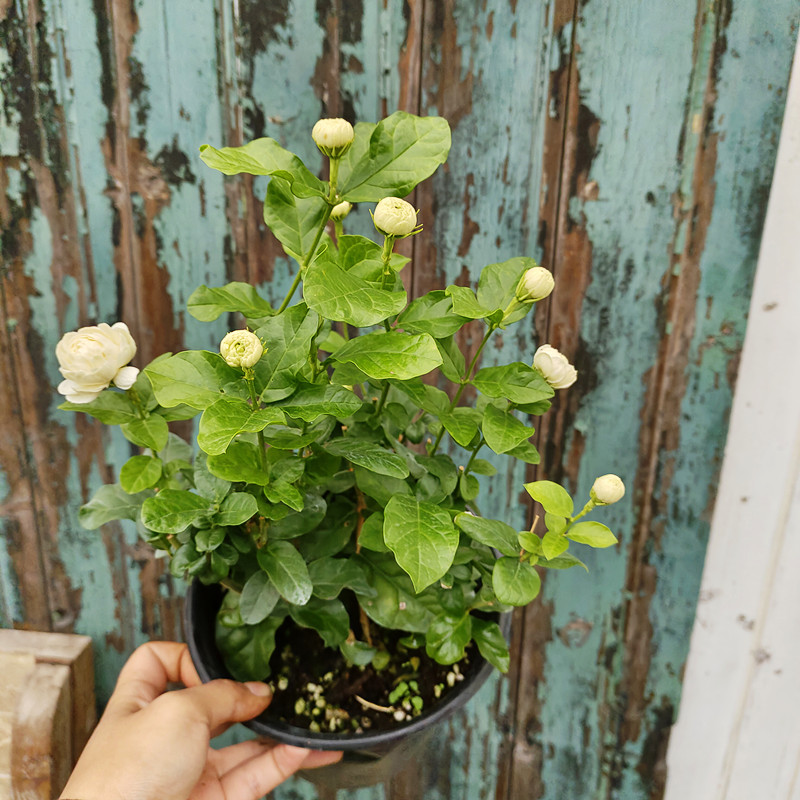 茉莉花盆栽花苗 虎头茉莉大苗庭院阳台木本植物四季常青芳香花卉