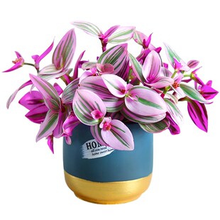 油画婚礼吊兰盆栽胭脂云多肉植物办公室内花卉桌面水培好养绿植