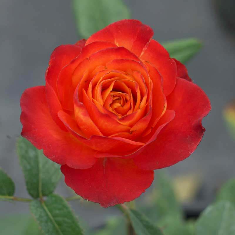 惠惠的花园 罗西 玫瑰大花切花月季直立强抗病阳台庭院花卉盆栽,鲜花速递/花卉仿真/绿植园艺,月季/蔷薇/玫瑰,淘宝优惠券,粉丝福利购,淘宝优惠卷