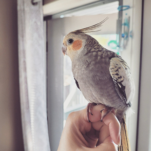 玄凤鹦鹉活鸟手养亲人会说话宠物雏鸟好养活原始灰黄化断奶小半毛