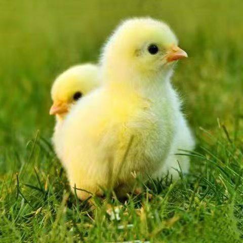 网红小黄鸡,宠物小黄鸡受精蛋,种蛋可孵化蛋,农机/农具/农膜,农用防护器具,淘宝优惠券,粉丝福利购,淘宝优惠卷