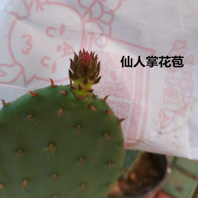 仙人掌盆栽嫁接蟹爪兰开花令箭荷花叶片黄大刺植物包邮易活