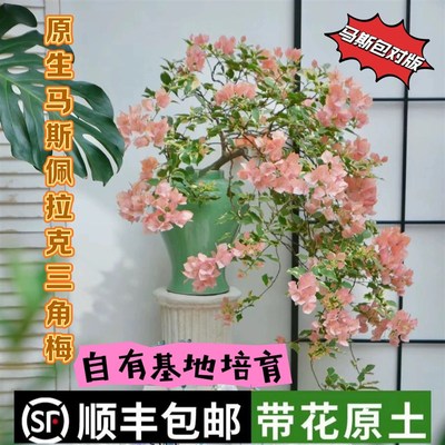 马斯原生三角梅凤凰稀有品种佩拉克高飘花四季开花爬藤绿植勤花