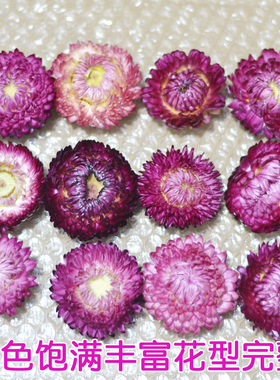 紫色七彩菊小雏菊干花包天然风干花香薰蜡烛大号麦秆菊手工材料包
