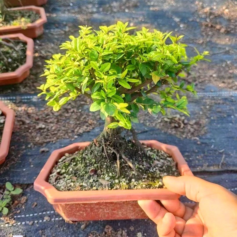 雀梅红芽盆景老桩植物小叶造型树桩室内客厅绿植桌面盆栽四季常青