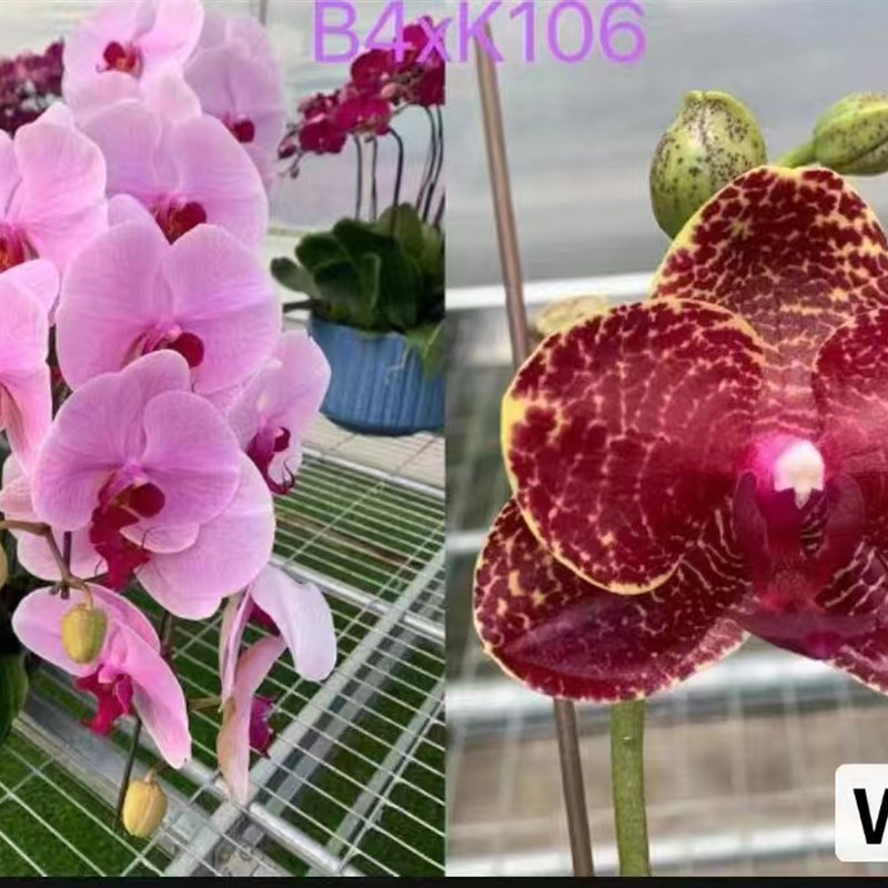 蝴蝶兰W735实生苗17寸杯宝宝苗