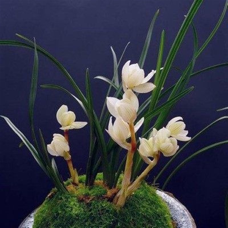 带花苞云南兰花苗老种客厅花卉盆栽兰花莲瓣兰【素冠荷鼎】兰