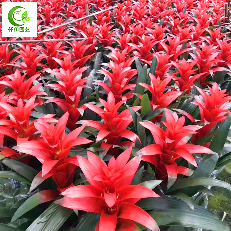 鸿运当头盆栽室内客厅花卉小红星开花绿植物水培养红掌大红色凤梨