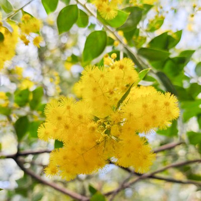 银叶金合欢树苗耐寒耐热绿植庭院别墅绿化树阳台四季花卉植物盆栽