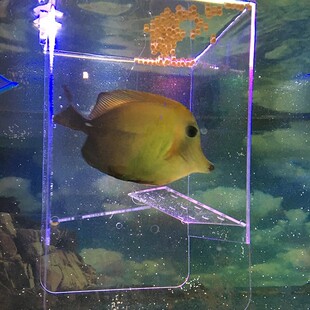 捕鱼盒抓鱼诱捕盒喂食器鱼缸隔离盒饲养盒海水鱼缸和淡水鱼缸通用