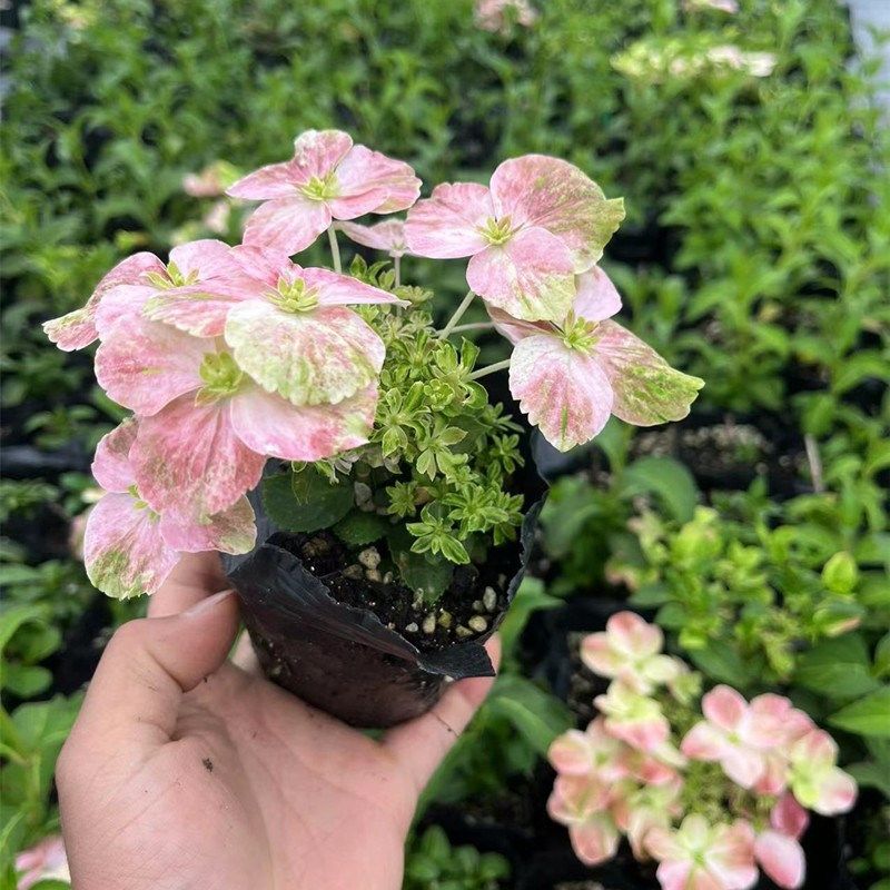 粉色落跑新娘绣球花苗大花绣球魔幻系列无尽夏苗庭院花园阳台植物,鲜花速递/花卉仿真/绿植园艺,绣球/木绣球/木本植物,淘宝优惠券,粉丝福利购,淘宝优惠卷