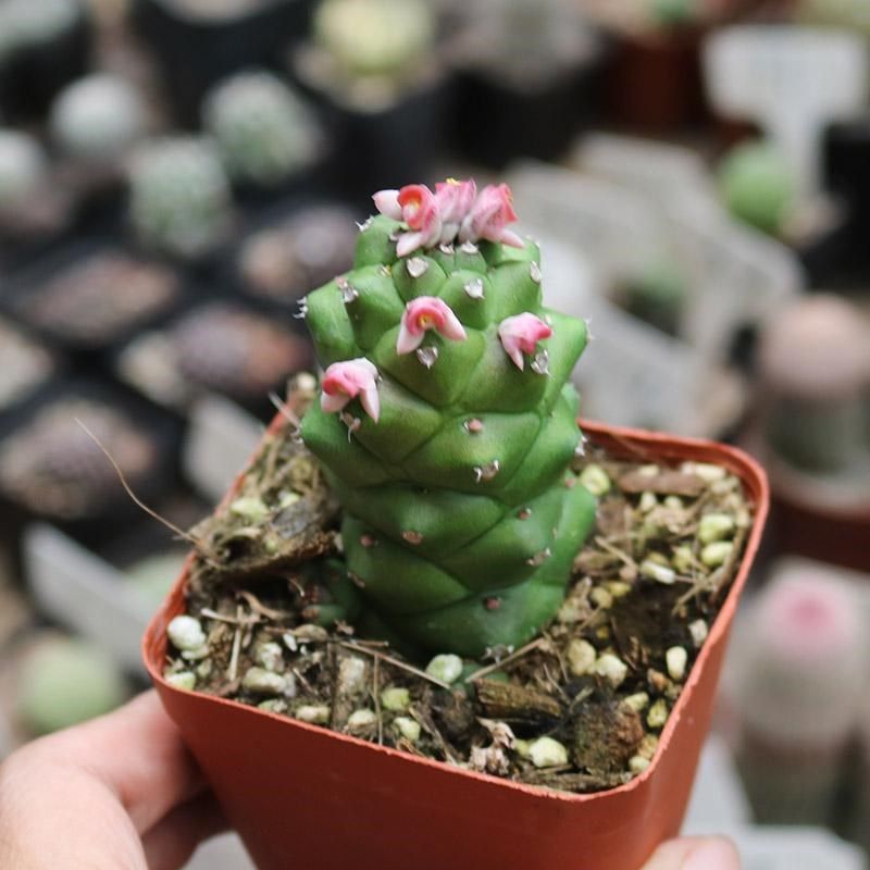 将军阁大戟科多肉植物稀有开花美观好养易度夏阳台庭院观赏小盆栽