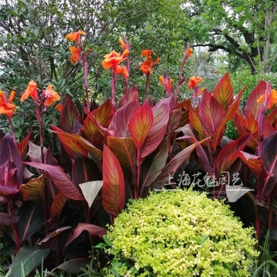 花镜 美人蕉盆栽 绿化工程庭院多年生耐热植物花卉花期长好养包邮