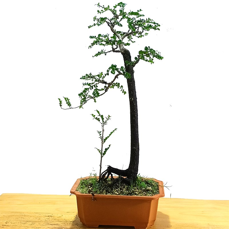 广东小叶紫檀盆景造型老桩黑骨茶室内阳台盆栽花卉绿植耐寒四季常