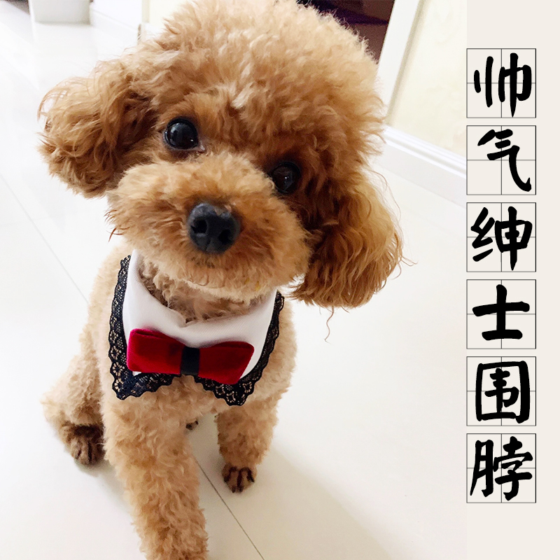 狗狗猫咪西装礼服围脖项圈结婚礼口水巾泰迪比熊博美柯基宠物饰品