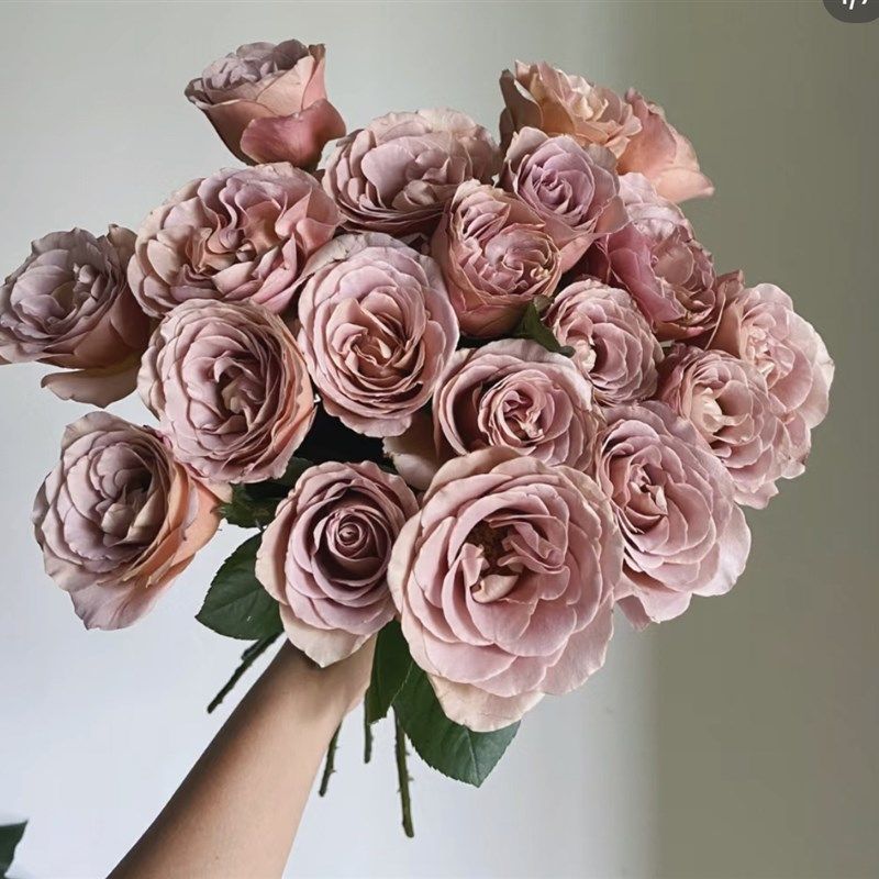 一加仑拿铁咖啡原盆原土发货,鲜花速递/花卉仿真/绿植园艺,月季/蔷薇/玫瑰,淘宝优惠券,粉丝福利购,淘宝优惠卷