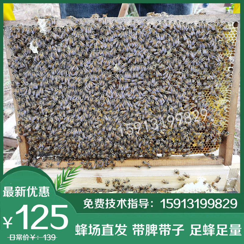 优质蜜蜂蜂群带子脾带王阿坝蜂王土蜜蜂养殖中华蜜蜂蜂群带箱包活