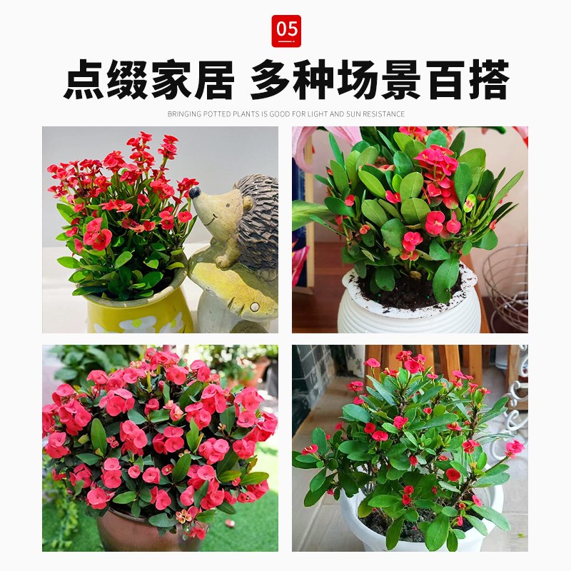 虎刺梅盆栽铁海棠花卉老桩大叶室内植物带花发货四季开花好养绿植