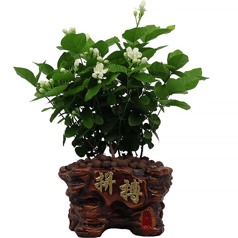 精选茉莉花盆栽植物室内外香气独特阳台四季开清新优质花卉绿植苗