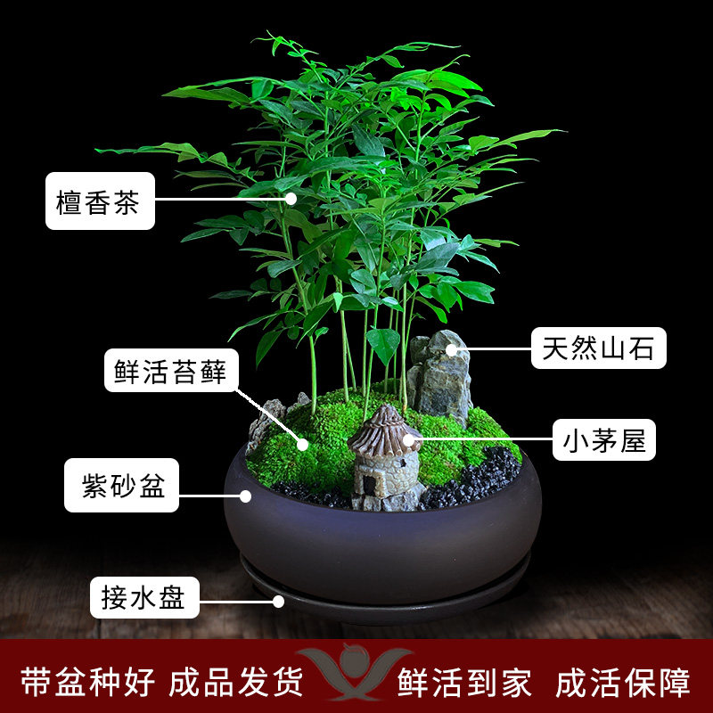 檀香茶盆栽室内绿植办公室桌面好养植物花卉净化空气中式禅意盆景