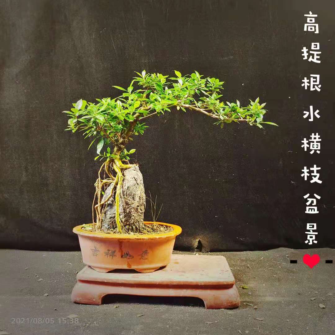 精品提根小叶栀子盆栽开花水横枝盆景办公室阳台庭院一物一拍包邮