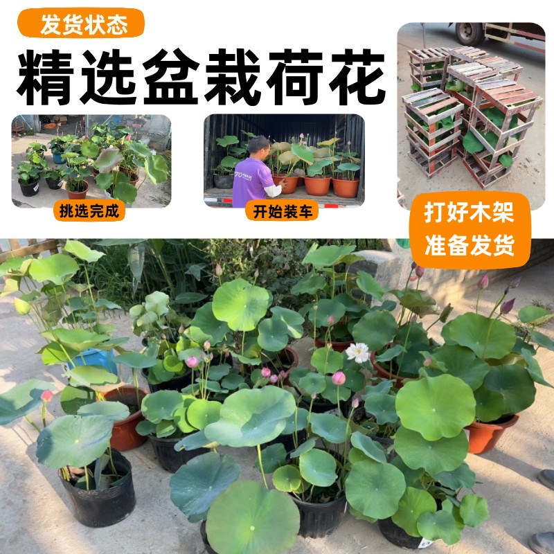 观赏荷花带花苞盆栽水养成品苗碗莲水生植物庭院池塘大型荷花藕根
